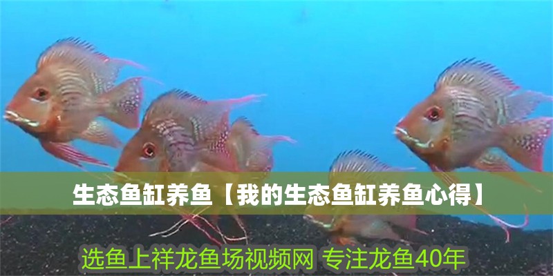 生態魚缸養魚【我的生態魚缸養魚心得】