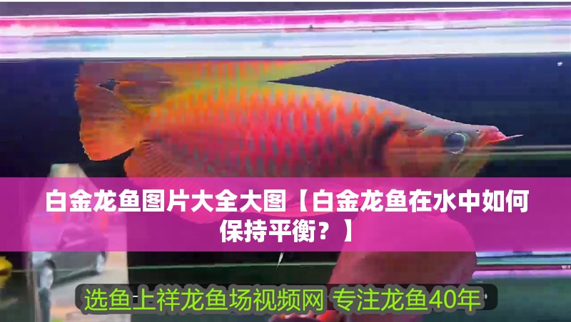 白金龍魚圖片大全大圖【白金龍魚在水中如何保持平衡？】