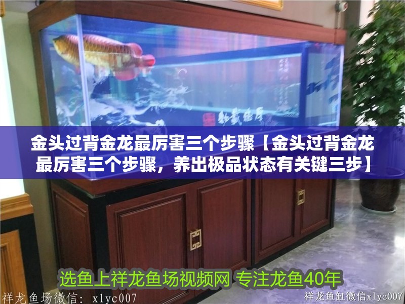 金頭過背金龍最厲害三個步驟【金頭過背金龍最厲害三個步驟，養出極品狀態有關鍵三步】