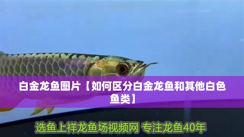 白金龍魚圖片【如何區分白金龍魚和其他白色魚類】