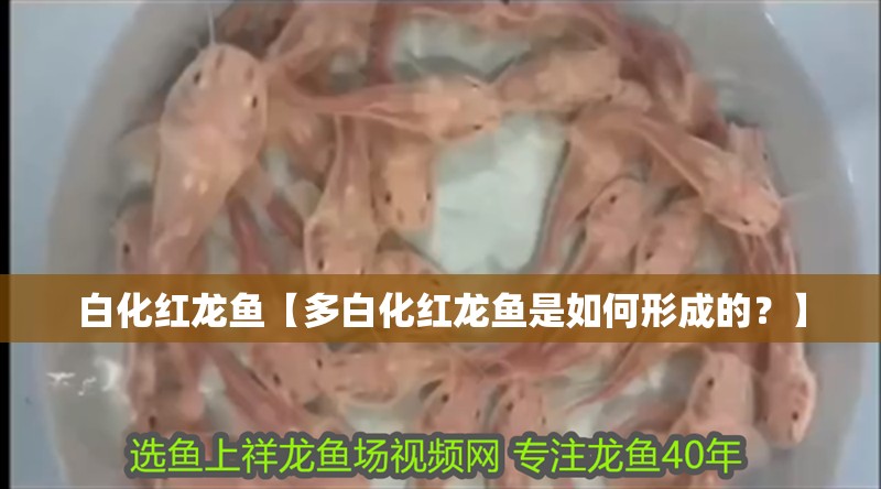 我的虎魚真菌感染了要怎么處理 白化紅龍魚【多白化紅龍魚是如何形成的?】 水族問答 白化紅龍魚【多白化紅龍魚是如何形成的?】 白化紅龍魚【多白化紅龍魚是如何形成的?】 水族問答