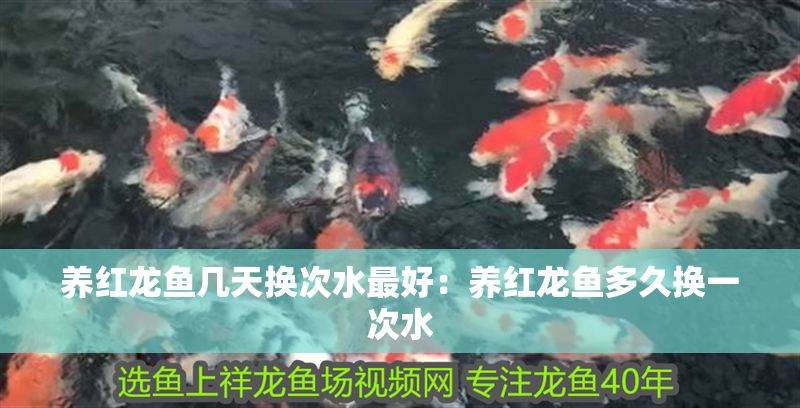 養紅龍魚幾天換次水最好：養紅龍魚多久換一次水