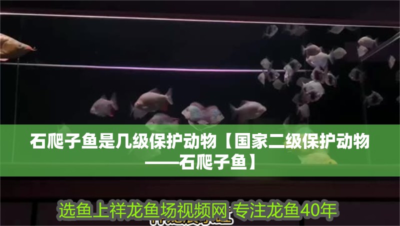 石爬子魚是幾級保護動物【國家二級保護動物——石爬子魚】