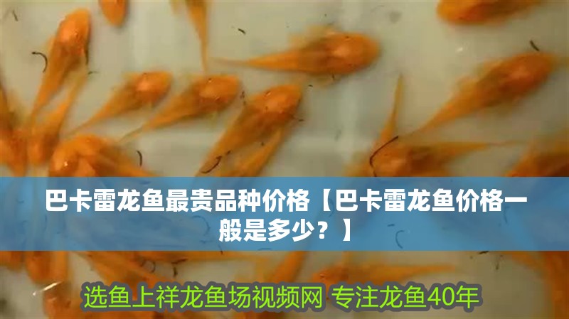 巴卡雷龍魚最貴品種價格【巴卡雷龍魚價格一般是多少？】