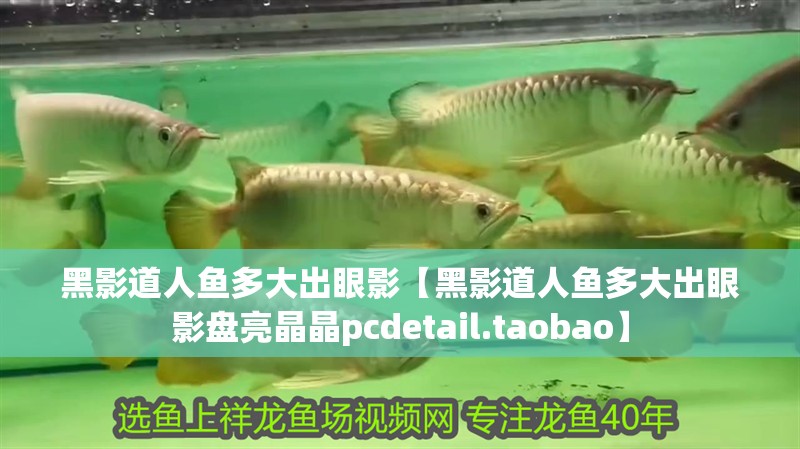 黑影道人魚多大出眼影【黑影道人魚多大出眼影盤亮晶晶pcdetail.taobao】 黑影道人魚多大出眼影【黑影道人魚多大出眼影盤亮晶晶pcdetail.taobao】 龍魚論壇