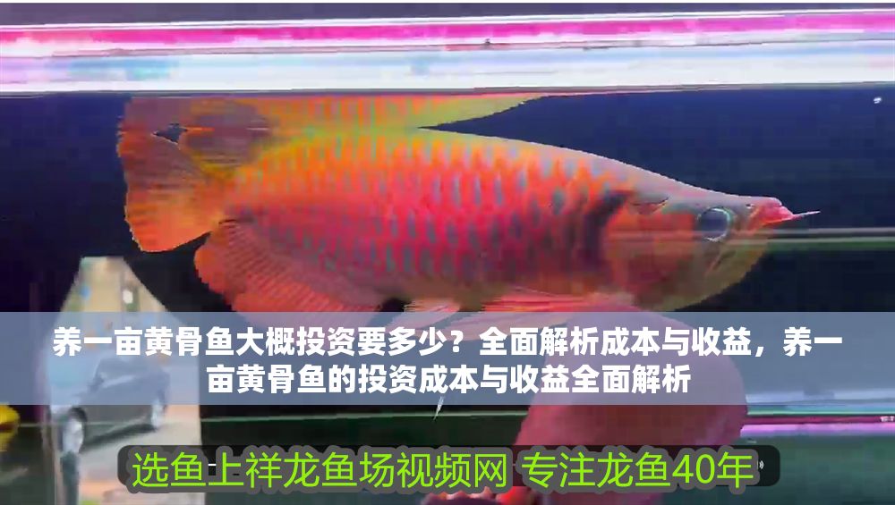 養一畝黃骨魚大概投資要多少？全面解析成本與收益，養一畝黃骨魚的投資成本與收益全面解析 養一畝黃骨魚大概投資要多少？全面解析成本與收益，養一畝黃骨魚的投資成本與收益全面解析 龍魚百科 第1張