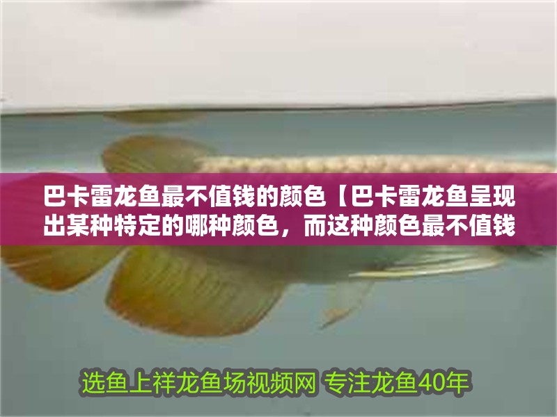 巴卡雷龍魚最不值錢的顏色【巴卡雷龍魚呈現出某種特定的哪種顏色，而這種顏色最不值錢？】