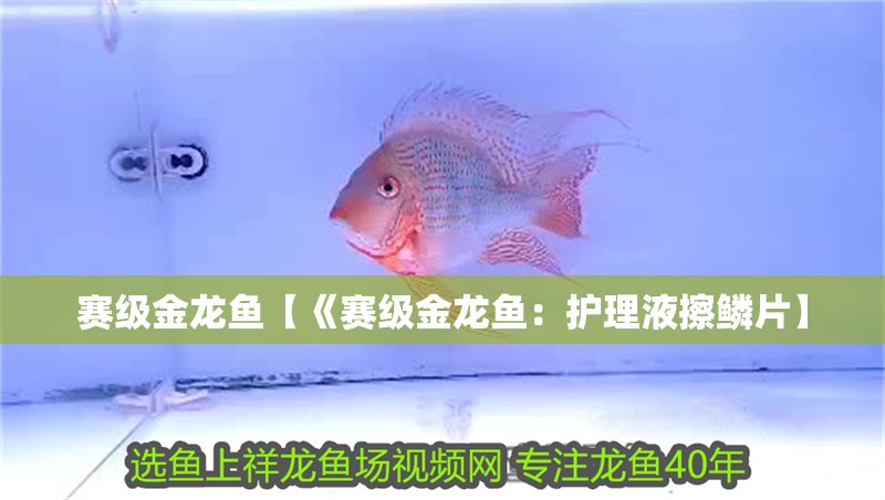 賽級金龍魚【《賽級金龍魚：護理液擦鱗片】