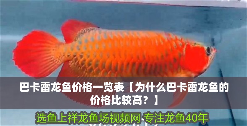 巴卡雷龍魚價格一覽表【為什么巴卡雷龍魚的價格比較高？】
