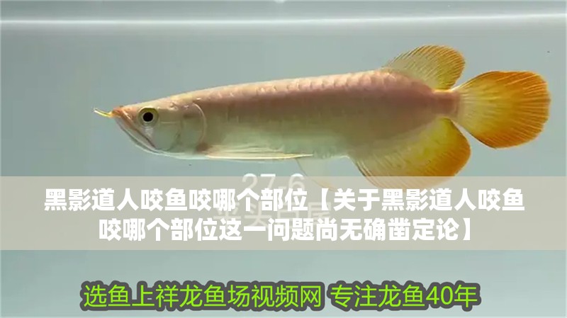 黑影道人咬魚咬哪個部位【關于黑影道人咬魚咬哪個部位這一問題尚無確鑿定論】 黑影道人咬魚咬哪個部位【關于黑影道人咬魚咬哪個部位這一問題尚無確鑿定論】 龍魚論壇