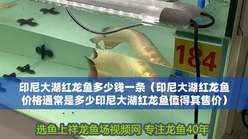 印尼大湖紅龍魚多少錢一條（印尼大湖紅龍魚價格通常是多少印尼大湖紅龍魚值得其售價）