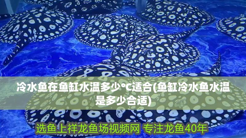 冷水魚在魚缸水溫多少℃適合(魚缸冷水魚水溫是多少合適)