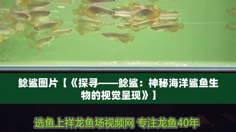 鯰鯊圖片【《探尋——鯰鯊：神秘海洋鯊魚生物的視覺呈現》】