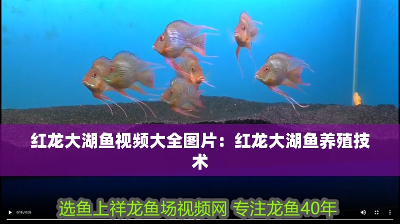 紅龍大湖魚視頻大全圖片：紅龍大湖魚養殖技術