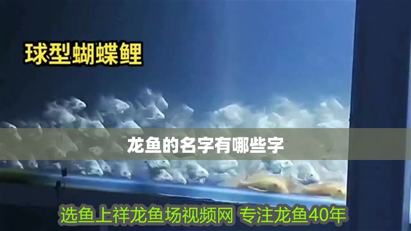 龍魚(yú)的名字有哪些字