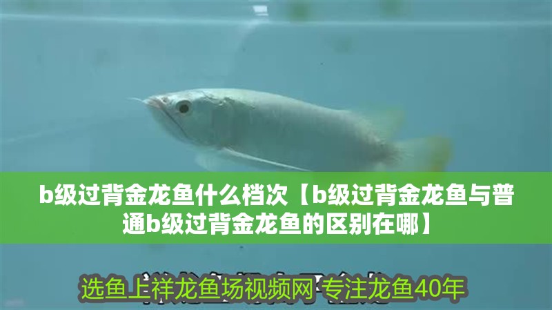 b級過背金龍魚什么檔次【b級過背金龍魚與普通b級過背金龍魚的區(qū)別在哪】