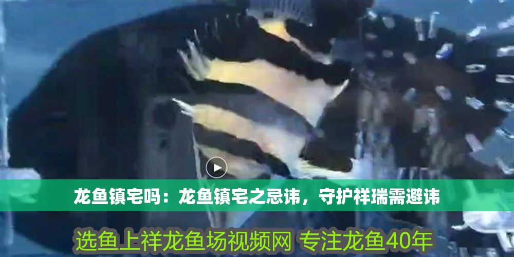 詳細閱讀:龍魚鎮宅嗎:龍魚鎮宅之忌諱,守護祥瑞需避諱 龍魚鎮宅嗎:龍魚鎮宅之忌諱,守護祥瑞需避諱