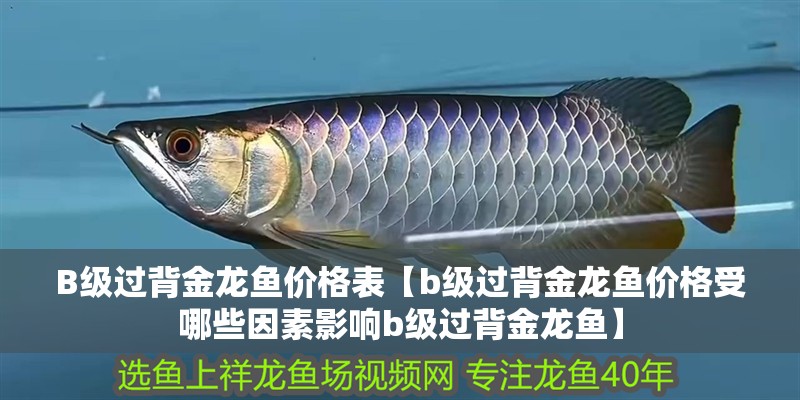 B級過背金龍魚價格表【b級過背金龍魚價格受哪些因素影響b級過背金龍魚】 B級過背金龍魚價格表【b級過背金龍魚價格受哪些因素影響b級過背金龍魚】 水族問答