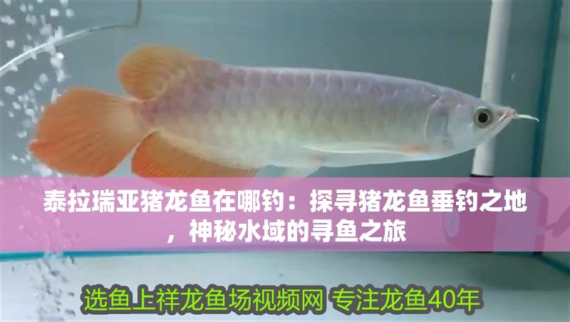 泰拉瑞亞豬龍魚在哪釣：探尋豬龍魚垂釣之地，神秘水域的尋魚之旅