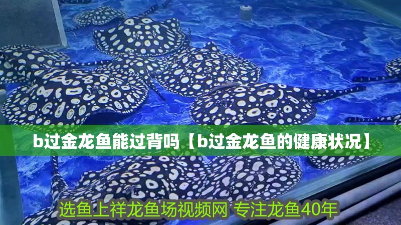 b過金龍魚能過背嗎【b過金龍魚的健康狀況】 b過金龍魚能過背嗎【b過金龍魚的健康狀況】 水族問答
