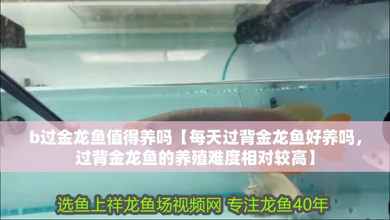 b過金龍魚值得養(yǎng)嗎【每天過背金龍魚好養(yǎng)嗎，過背金龍魚的養(yǎng)殖難度相對較高】