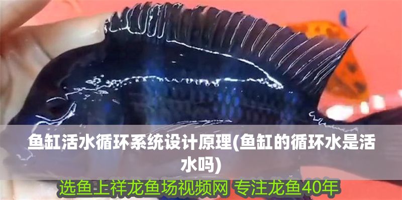 魚缸活水循環系統設計原理(魚缸的循環水是活水嗎)