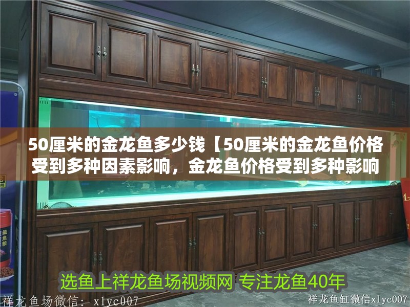 50厘米的金龍魚多少錢【50厘米的金龍魚價(jià)格受到多種因素影響，金龍魚價(jià)格受到多種影響】 50厘米的金龍魚多少錢【50厘米的金龍魚價(jià)格受到多種因素影響，金龍魚價(jià)格受到多種影響】 水族問(wèn)答