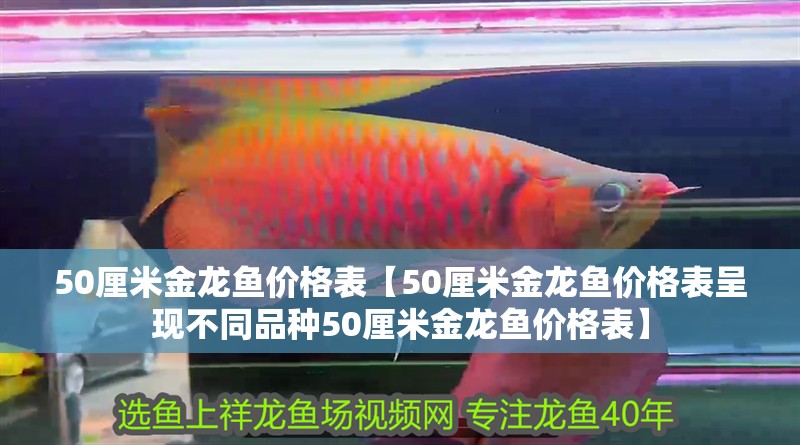 50厘米金龍魚價格表【50厘米金龍魚價格表呈現不同品種50厘米金龍魚價格表】