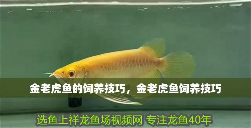 金老虎魚的飼養(yǎng)技巧，金老虎魚飼養(yǎng)技巧