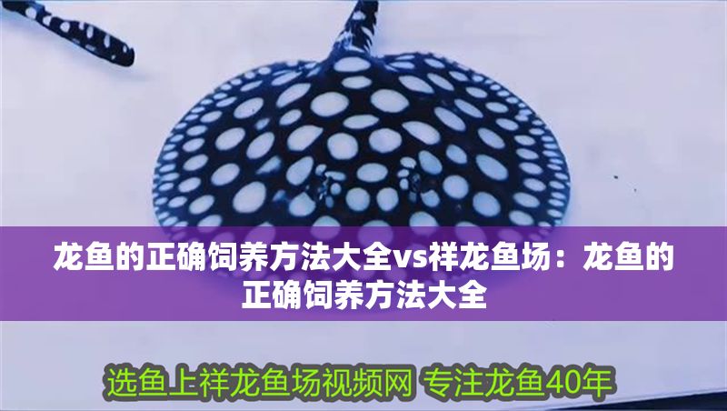 龍魚的正確飼養方法大全vs祥龍魚場：龍魚的正確飼養方法大全