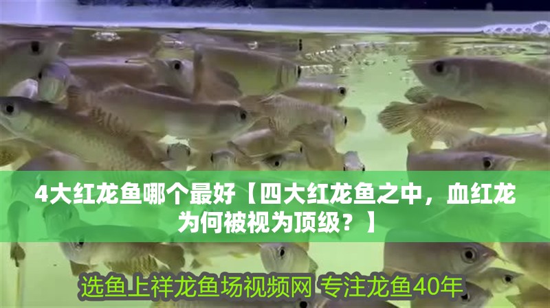 4大紅龍魚哪個最好【四大紅龍魚之中，血紅龍為何被視為頂級？】