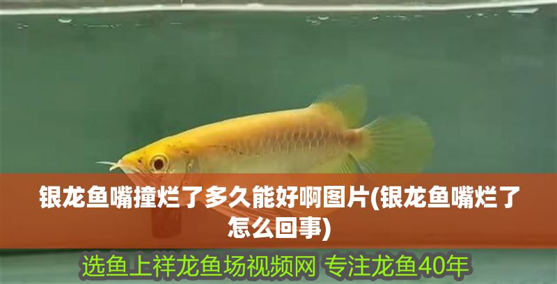 銀龍魚嘴撞爛了多久能好啊圖片(銀龍魚嘴爛了怎么回事)