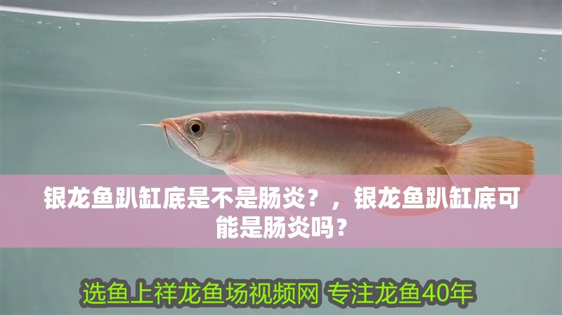 銀龍魚趴缸底是不是腸炎？，銀龍魚趴缸底可能是腸炎嗎？