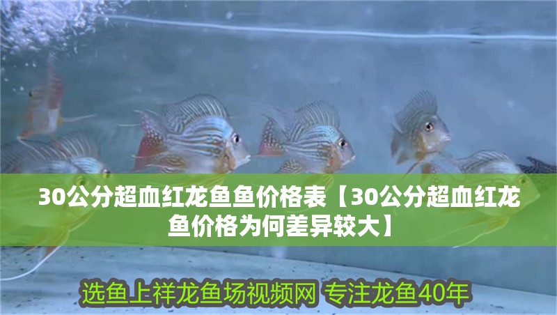 30公分超血紅龍魚魚價格表【30公分超血紅龍魚價格為何差異較大】
