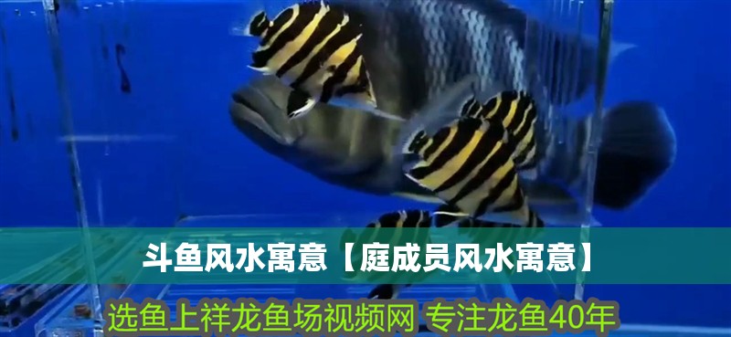 斗魚風水寓意【庭成員風水寓意】