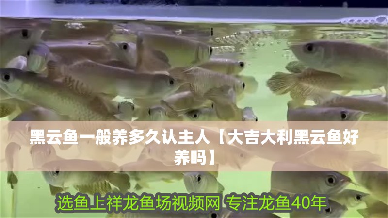 黑云魚一般養多久認主人【大吉大利黑云魚好養嗎】 黑云魚一般養多久認主人【大吉大利黑云魚好養嗎】 龍魚論壇