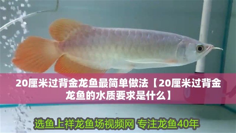 20厘米過背金龍魚最簡單做法【20厘米過背金龍魚的水質要求是什么】