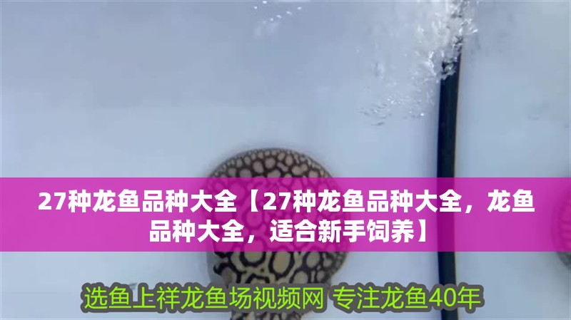 27種龍魚品種大全【27種龍魚品種大全，龍魚品種大全，適合新手飼養(yǎng)】 27種龍魚品種大全【27種龍魚品種大全，龍魚品種大全，適合新手飼養(yǎng)】 水族問(wèn)答