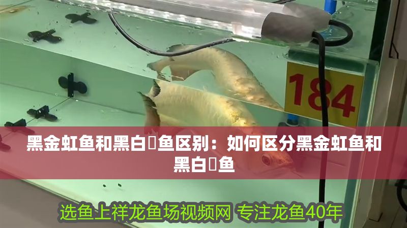 黑金虹魚和黑白魟魚區別：如何區分黑金虹魚和黑白魟魚
