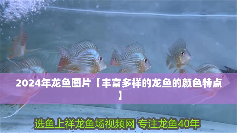 2024年龍魚圖片【豐富多樣的龍魚的顏色特點】