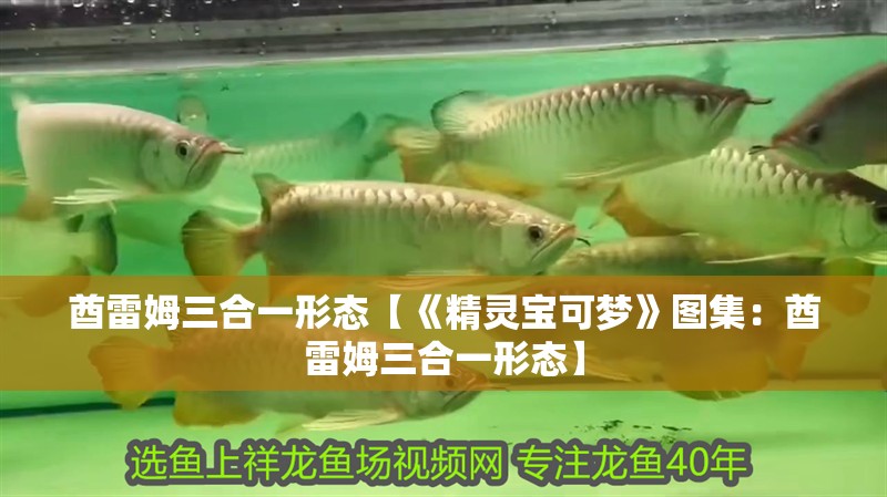 酋雷姆三合一形態【《精靈寶可夢》圖集：酋雷姆三合一形態】