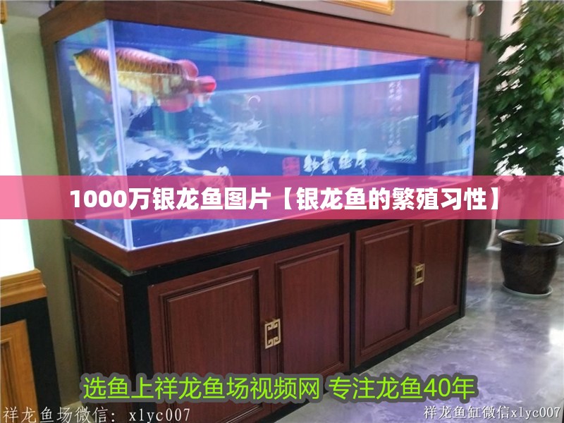 1000萬銀龍魚圖片【銀龍魚的繁殖習性】 1000萬銀龍魚圖片【銀龍魚的繁殖習性】 水族問答