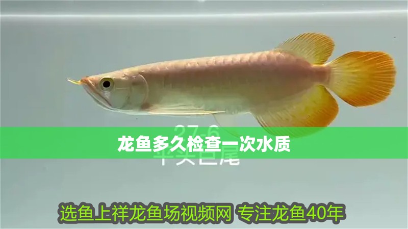 魚缸過濾器選購(gòu)指南:自制魚缸過濾器魚缸上置過濾器對(duì)于養(yǎng)魚愛好者的必備知識(shí) 龍魚多久檢查一次水質(zhì) 龍魚百科 龍魚多久檢查一次水質(zhì) 龍魚多久檢查一次水質(zhì) 龍魚百科