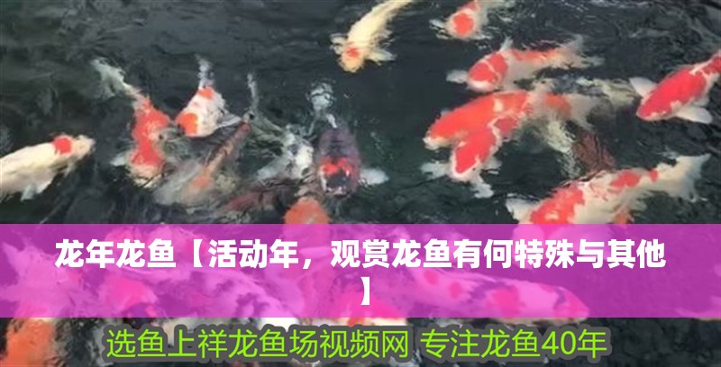 龍年龍魚【活動(dòng)年，觀賞龍魚有何特殊與其他】