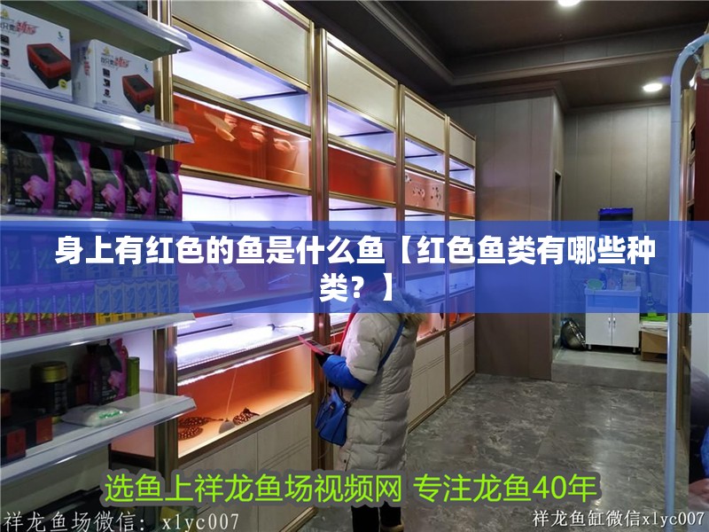 身上有紅色的魚是什么魚【紅色魚類有哪些種類？】