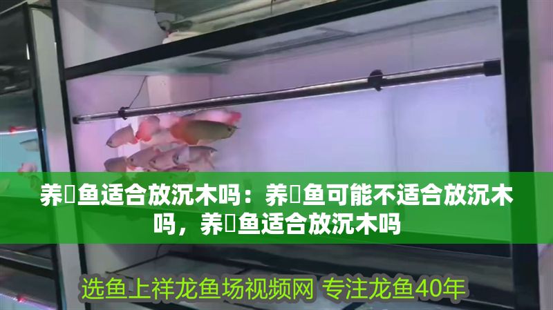 養魟魚適合放沉木嗎:養魟魚可能不適合放沉木嗎,養魟魚適合放沉木嗎 魟魚百科 第2張 養魟魚適合放沉木嗎:養魟魚可能不適合放沉木嗎,養魟魚適合放沉木嗎 養魟魚適合放沉木嗎:養魟魚可能不適合放沉木嗎,養魟魚適合放沉木嗎 魟魚百科 第2張