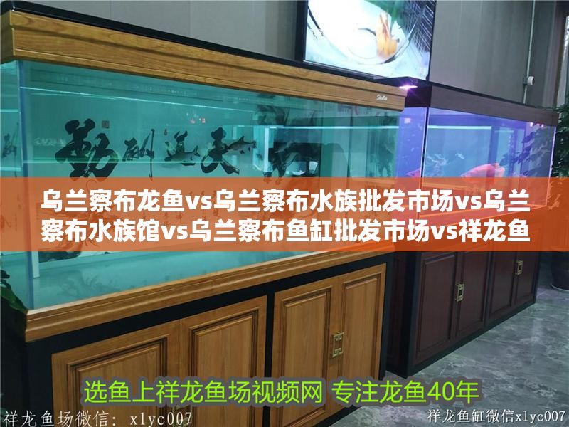 烏蘭察布龍魚vs烏蘭察布水族批發(fā)市場vs烏蘭察布水族館vs烏蘭察布魚缸批發(fā)市場vs祥龍魚場：烏蘭察布地區(qū)涉及龍魚養(yǎng)殖和水族市場的相關(guān)實體