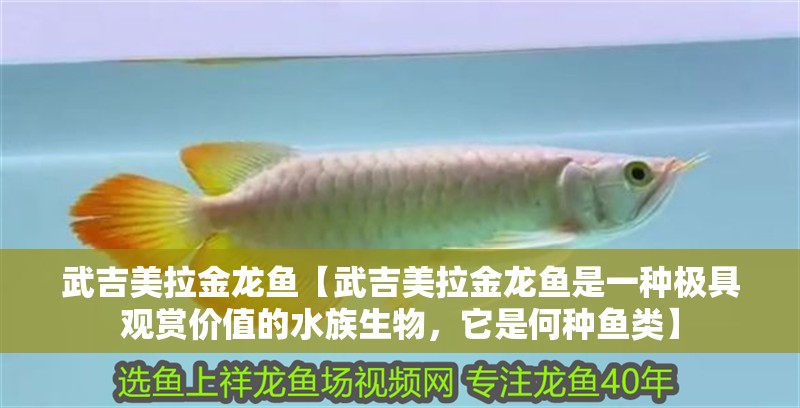 魚缸造景先放沙還是先放水(魚缸造景先鋪沙還是先放石頭) 武吉美拉金龍魚【武吉美拉金龍魚是一種極具觀賞價值的水族生物,它是何種魚類】 水族問答 武吉美拉金龍魚【武吉美拉金龍魚是一種極具觀賞價值的水族生物,它是何種魚類】 武吉美拉金龍魚【武吉美拉金龍魚是一種極具觀賞價值的水族生物,它是何種魚類】 水族問答