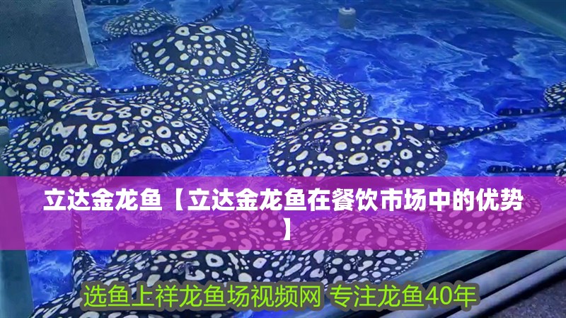 立達金龍魚【立達金龍魚在餐飲市場中的優勢】