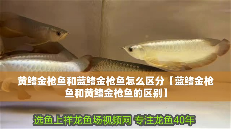 黃鰭金槍魚和藍鰭金槍魚怎么區分【藍鰭金槍魚和黃鰭金槍魚的區別】